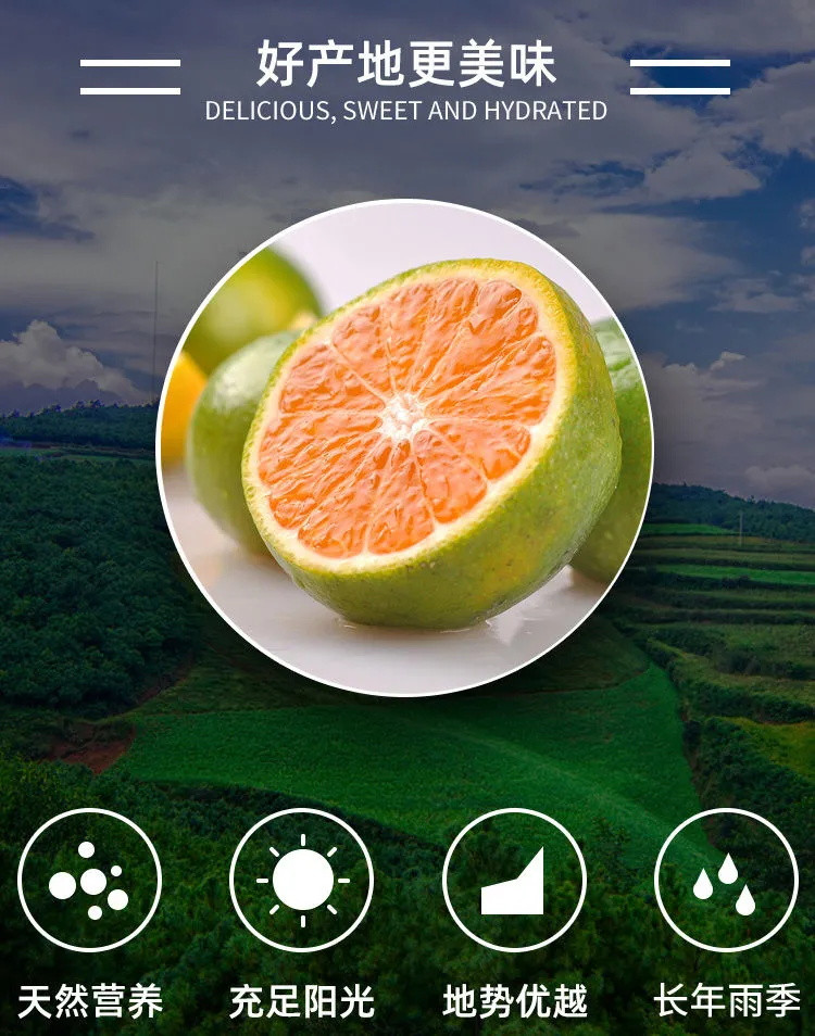 【我们只卖新鲜橘子】橘子水果新鲜桔子批发柑橘孕妇应季云南蜜橘薄皮青桔宜昌蜜桔多仓发货