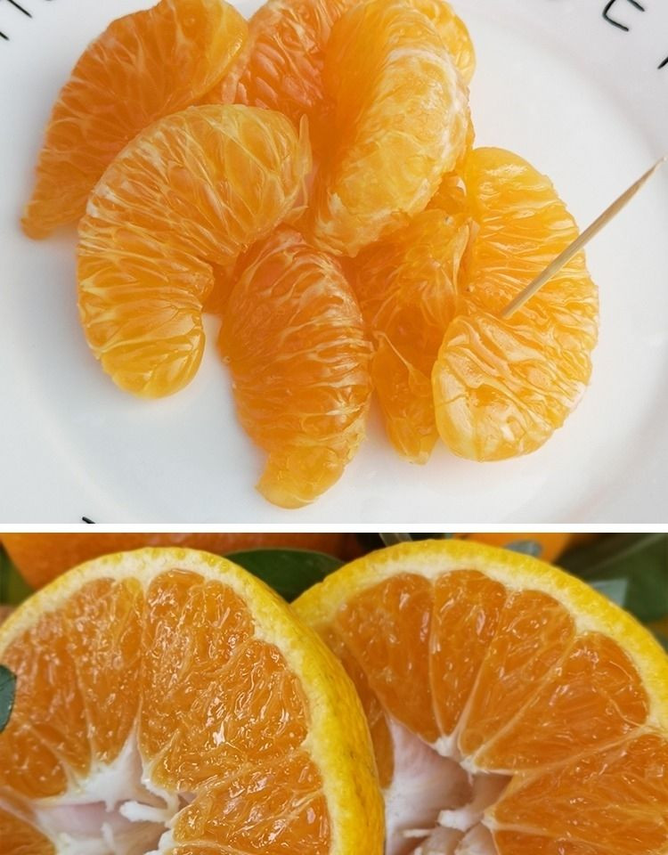 【正宗丑桔】现摘四川丑桔应当季新鲜水果2/5/10斤耙耙丑桔橘柑子