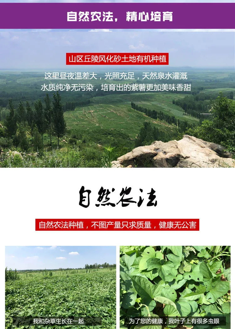 【只卖新鲜好吃紫薯】山东紫薯9斤沂蒙山紫薯新鲜番薯5斤红薯蜜薯地瓜现挖