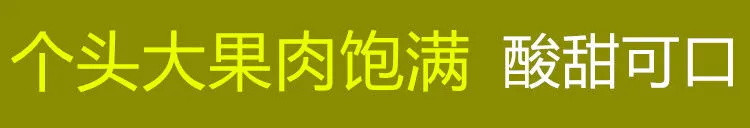 超甜超脆【四川李子-现摘现发-果园直供】汶川脆红李四川甜李子脱骨李青红脆李现摘新鲜水果1-5斤包邮脆