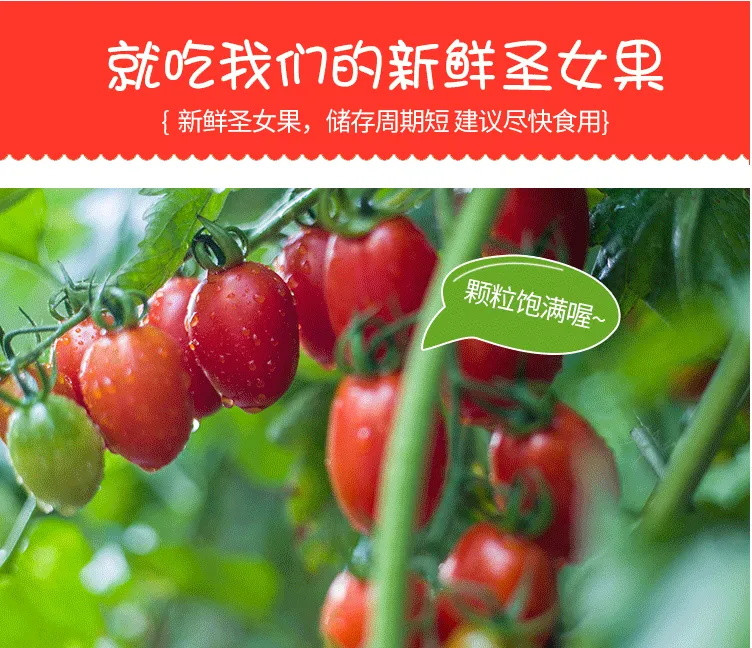 【顺丰包邮】圣女果小西红柿新鲜樱桃小番茄蔬菜当季现摘新鲜水果