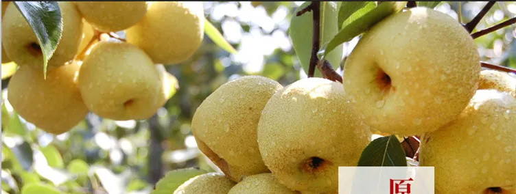 【超值10斤装-速点】砀山酥梨正宗百年梨树10斤包邮新鲜梨子水果非皇冠梨青梨雪梨