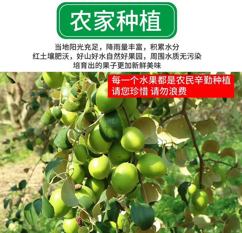 【甩同行10条街价格】云南牛奶青枣2/3/5斤脆枣脆甜枣薄皮新鲜水果孕妇当季整箱现摘