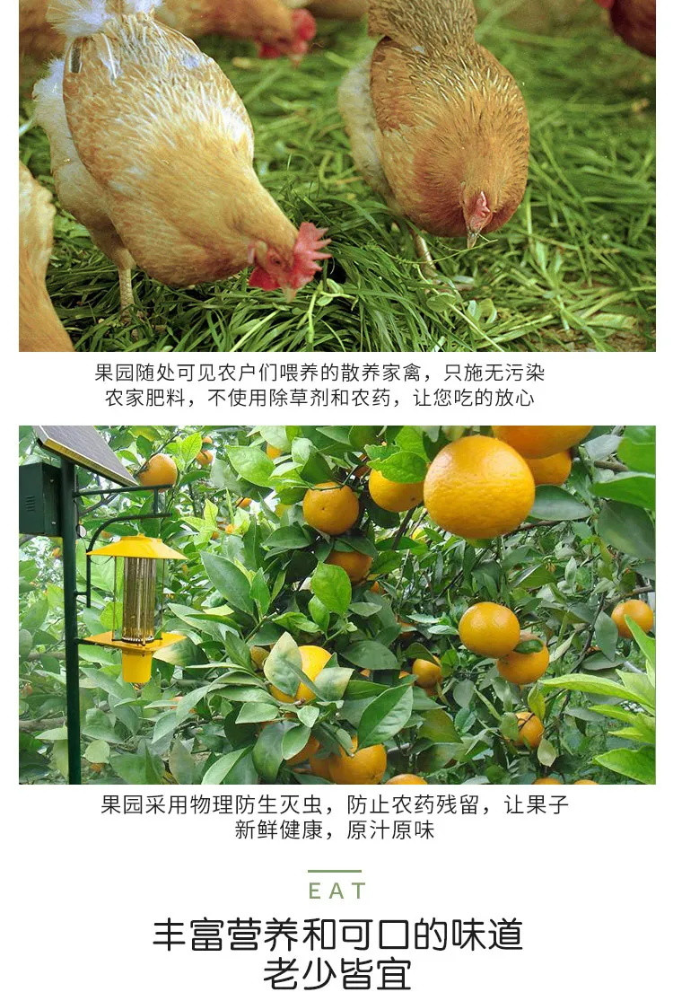 正宗广西皇帝柑【现摘现发】广西正宗皇帝柑新鲜水果3/10斤整箱薄皮桔子蜜桔贡柑