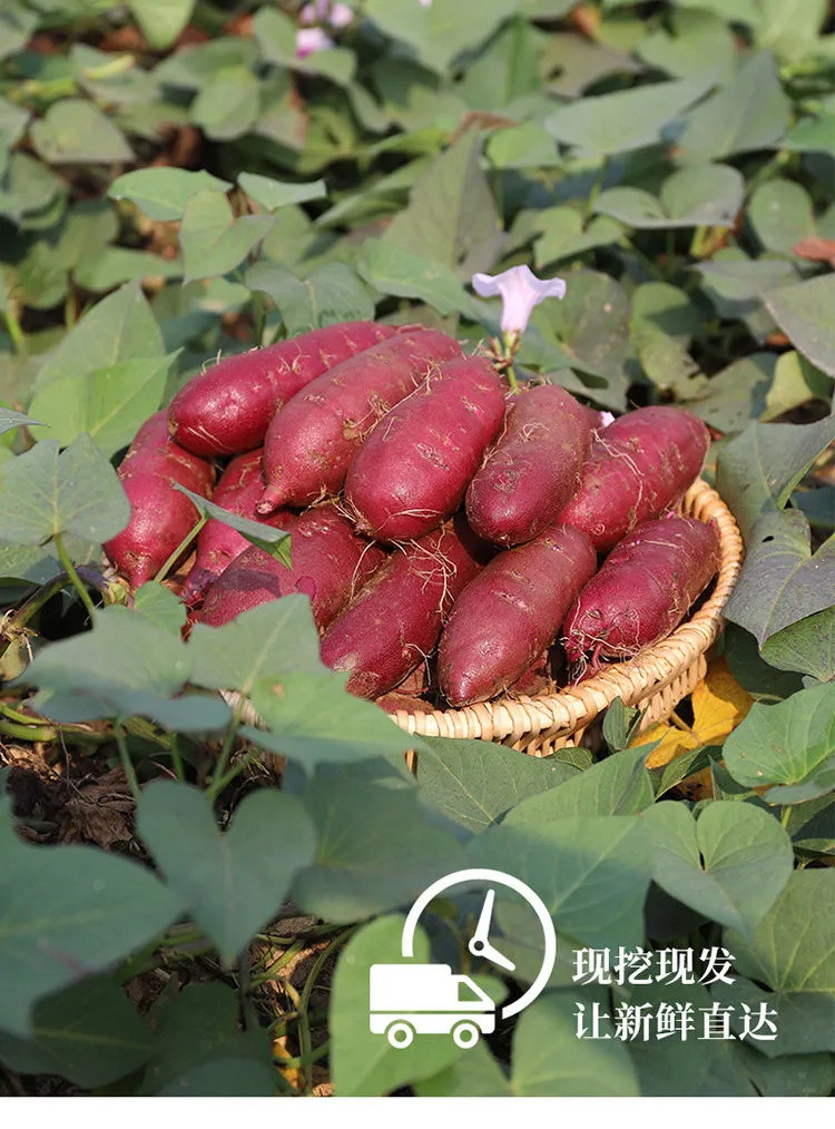 【顺丰包邮】新鲜紫薯3斤板栗地瓜番薯小蜜薯 山芋农家自种沙地