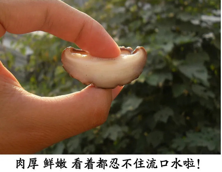 【新货】香菇干货特产干香菇100g新货野生蘑菇冬菇无根土特产山货散装包邮