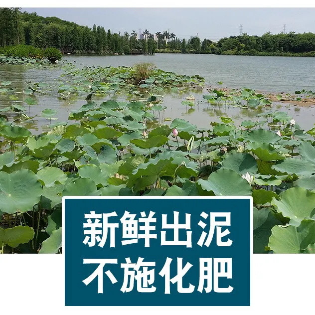 【5斤包邮-纯天然】洪湖莲藕新鲜 5斤粉藕清炒生吃凉拌煲汤湖北特产九孔脆藕面 2/3斤