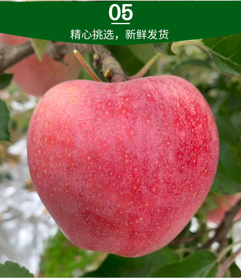 【新鲜】陕西秦冠粉苹果新鲜水果香甜粉面刮泥3/5/10斤丑苹果水果整箱批发