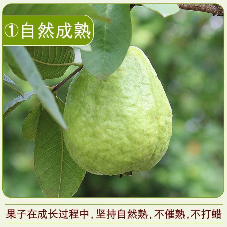 广东茂名番石榴白心芭乐果清脆甜口现摘新鲜水果