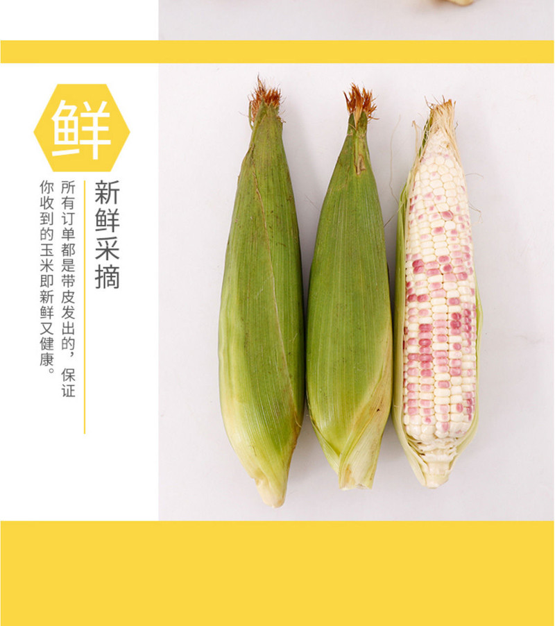 闪电发货}现摘新鲜甜糯玉米8斤10-14根粘黏玉米棒糯甜玉米3斤5斤