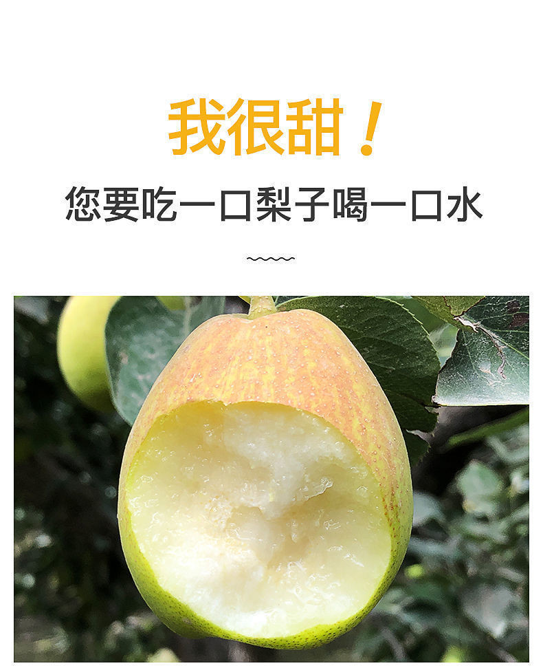 香梨新疆梨子脆甜皮薄3/5/10斤薄皮新鲜水果酥梨雪梨当季批发