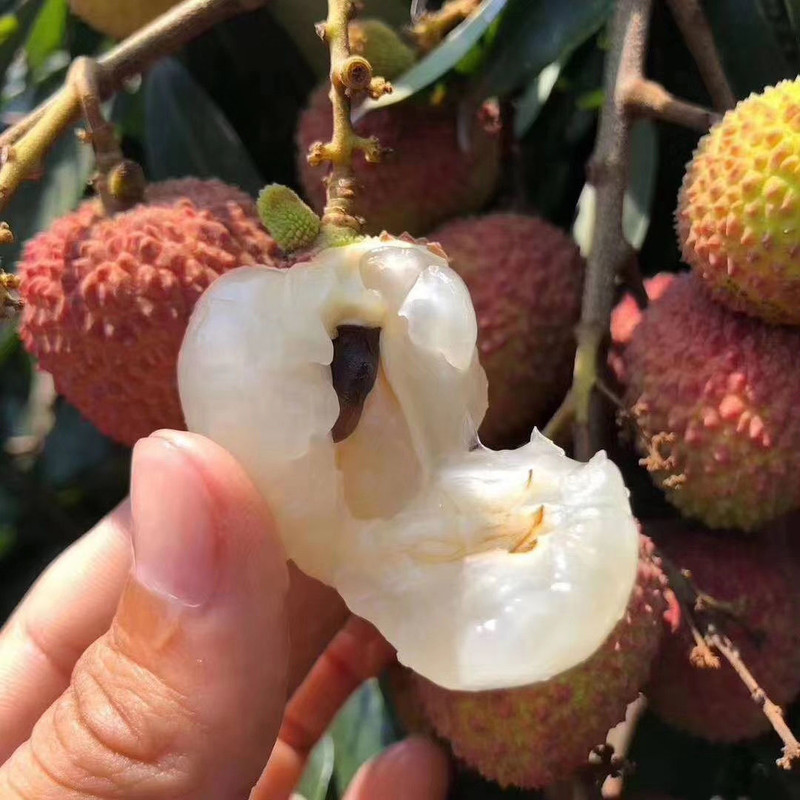 现货新鲜妃子笑荔枝肉当季新鲜荔枝当即新鲜水果