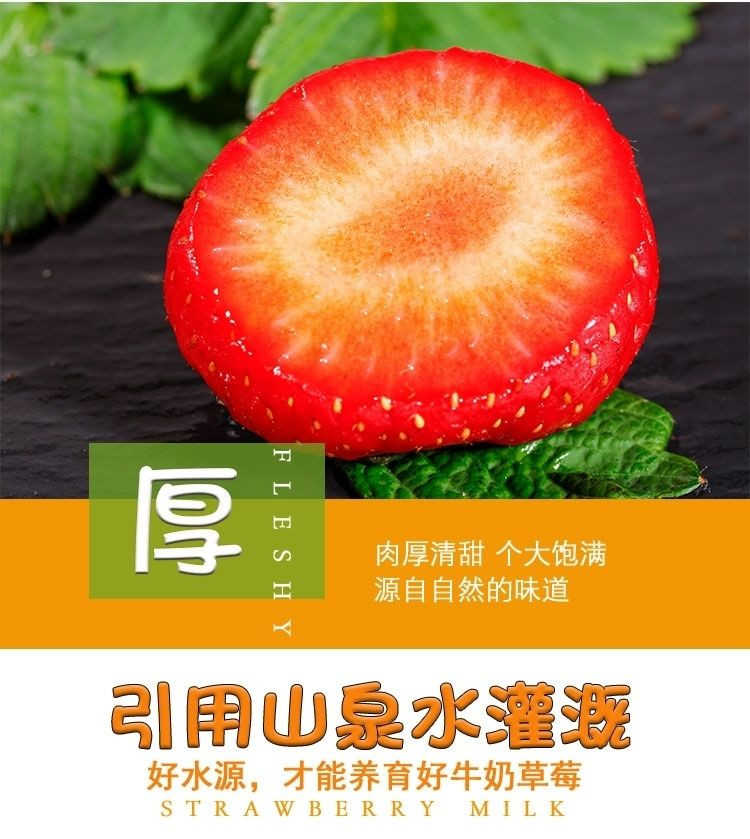 【生鲜特快】奶油草莓新鲜冬牛奶草莓甜草莓应季水果现摘现发江苏