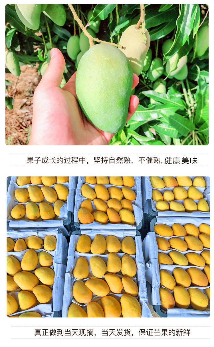 海南三亚小台农芒果热带新鲜水果超薄核鸡蛋小台芒10斤整箱包邮