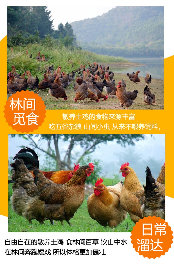 【预售】【50枚新鲜农家土鸡蛋】50枚长寿之乡家鸡蛋 散养正宗农家鸡蛋 新鲜土鸡蛋 宝宝蛋 笨鸡蛋