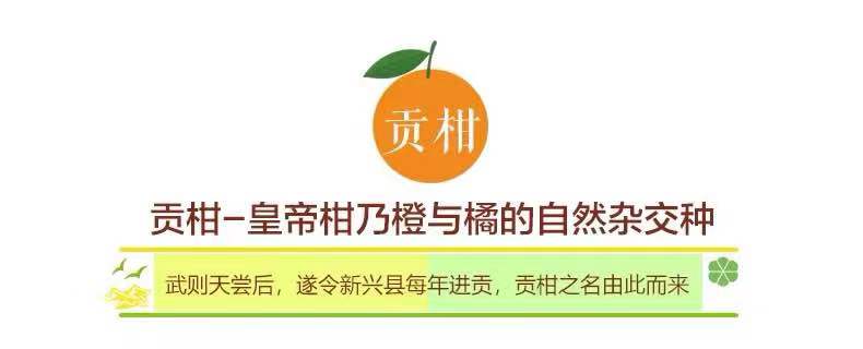 【预售】【5斤送5斤带箱9.5-10斤精品果】新鲜水果 当季柑橘 薄皮橘子 桔子 贡柑 沃柑