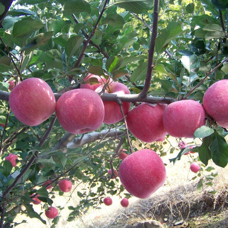【预售】【买5斤送5斤红富士】新鲜红富士苹果 冰糖心丑苹果 黄土高原脆甜苹果 不打蜡水果