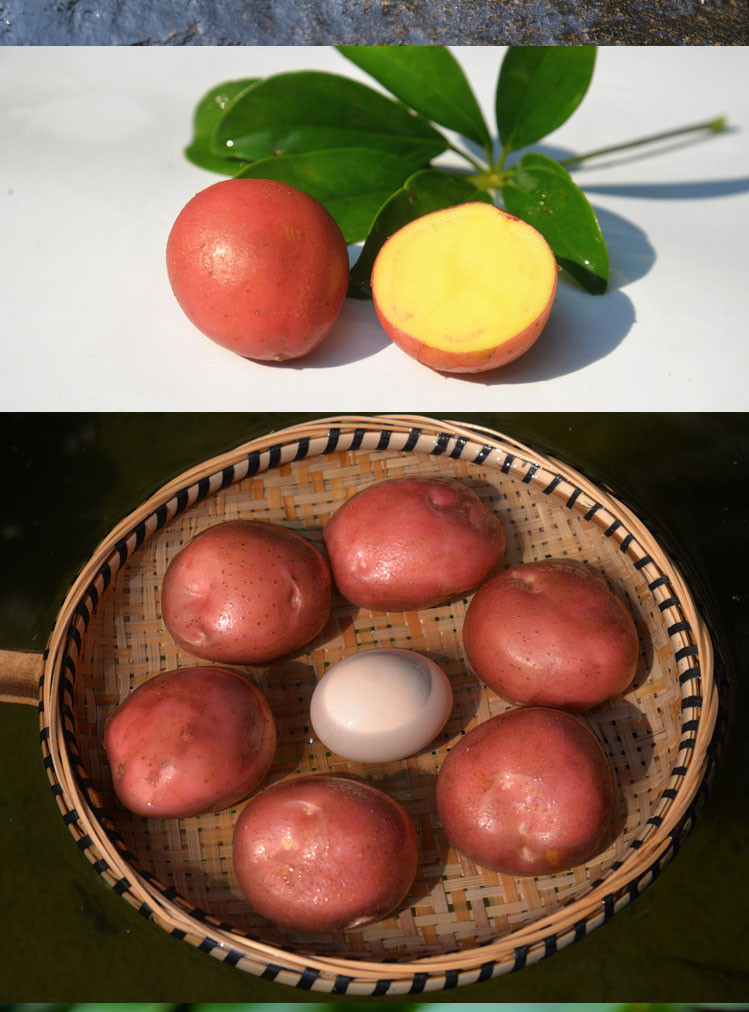 云南小土豆新鲜蔬菜10斤批发包邮马铃薯农家自种特产红皮洋芋黄心