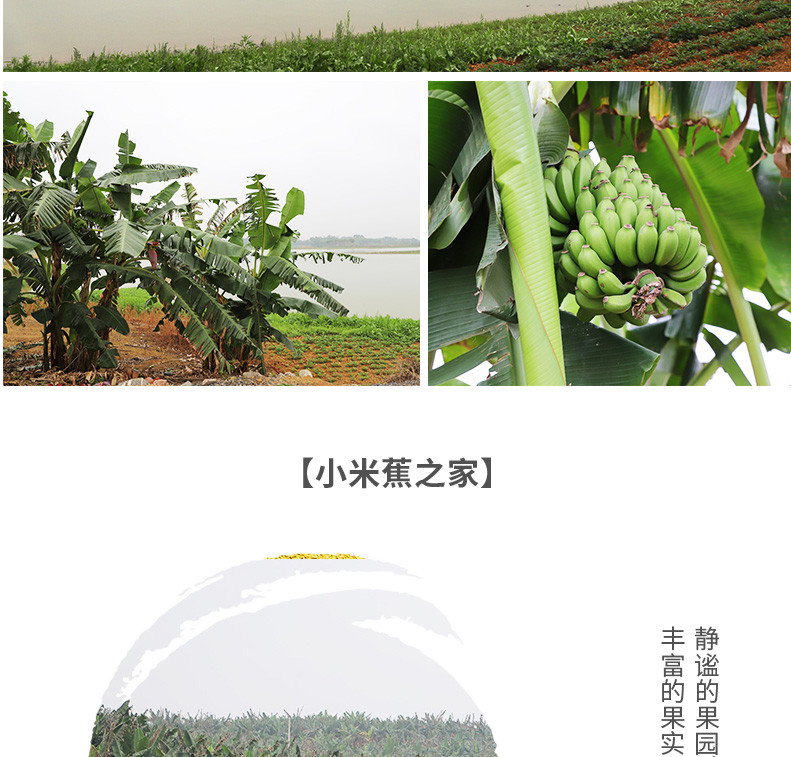 【48小时发货】甜香蕉大香蕉带箱10斤新鲜水果应季批发包邮非芭蕉小米蕉