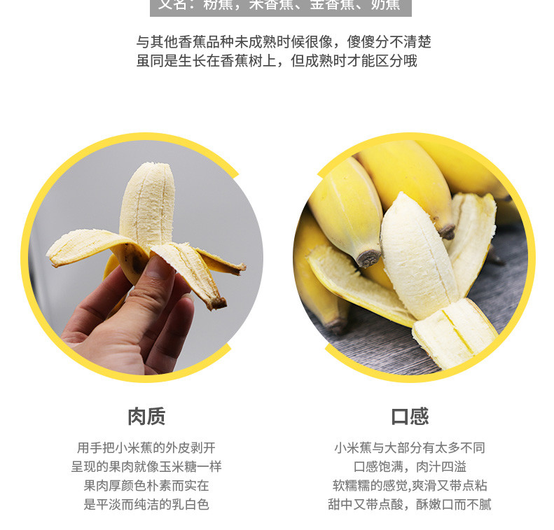 小米蕉5斤新鲜西贡蕉当季水果包邮皇帝蕉包邮芭蕉粉蕉整箱小香蕉