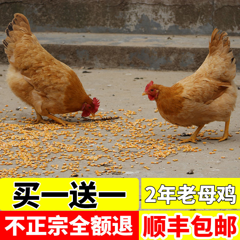 爱的味道 正宗农家散养土鸡老母鸡走地鸡月子鸡山柴鸡笨鸡整只现杀新鲜鸡肉