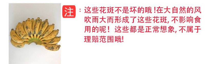 【25.8元泡沫箱精选】广西小米蕉10/5/1斤新鲜香蕉当季水果整箱皇帝蕉【博莱生活馆】