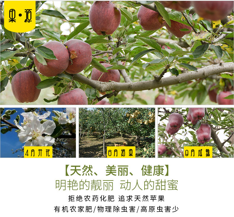 甘肃花牛苹果蛇果圣诞果平安果礼县粉面苹果3/5/10斤新鲜水果包邮【博莱生活馆】