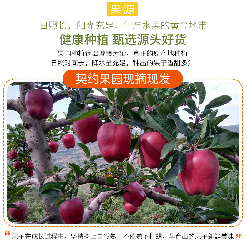 甘肃花牛苹果蛇果圣诞果平安果礼县粉面苹果3/5/10斤新鲜水果包邮【博莱生活馆】