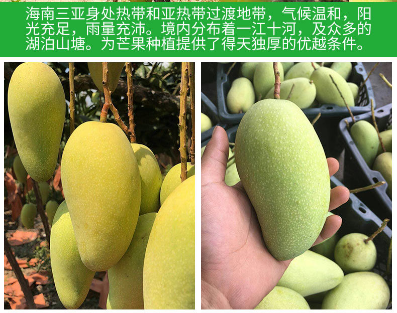 当季大金煌芒水仙芒果甜心芒新鲜热带水果整箱【博莱生活馆】