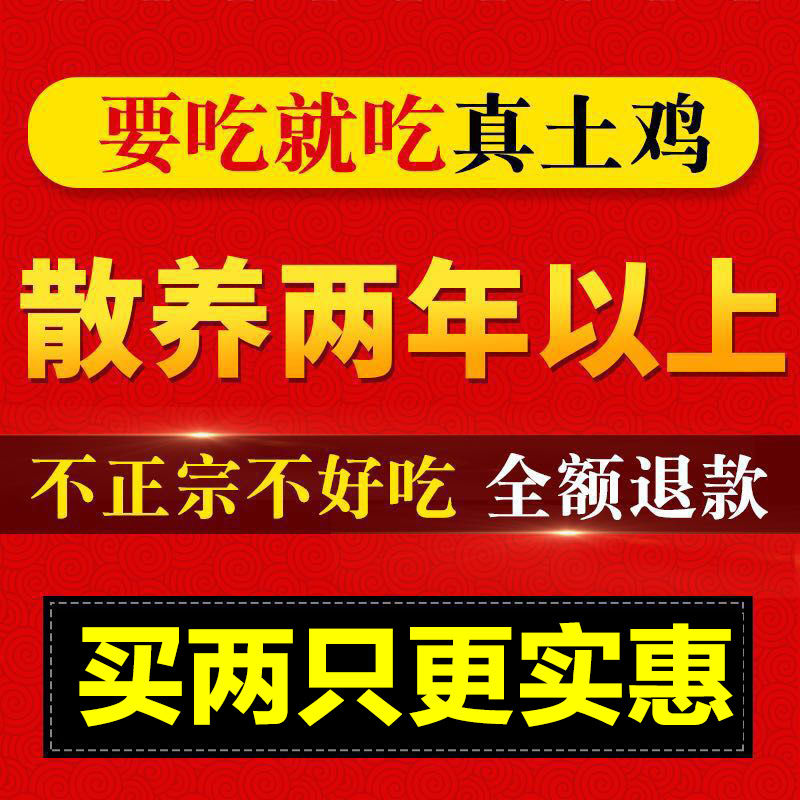 正宗2年老母鸡散养土鸡柴鸡草鸡月子鸡笨鸡走地鸡【净重2.5-3斤】博莱农场