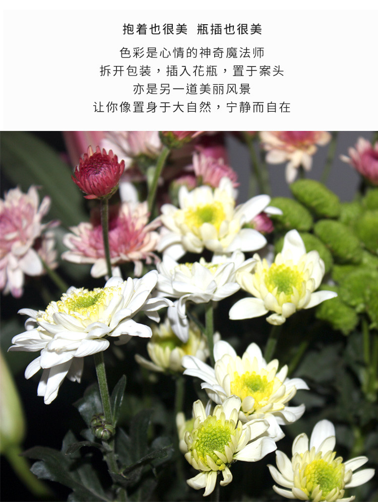 【云知道】粉百合 配花 花束 2种套餐可选  云南鲜花基地直发 EMS空运包邮 48-72小时发货