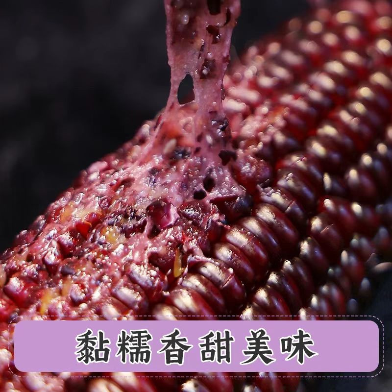 邮政农品 【潍坊馆昌乐邮政】有机黑糯玉米220g/根