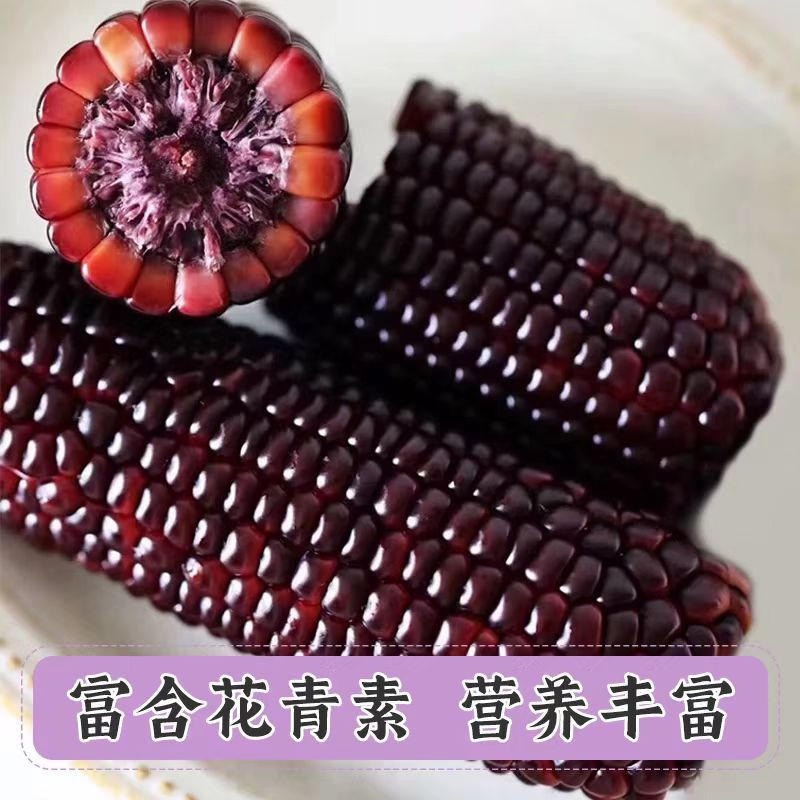 邮政农品 【潍坊馆昌乐邮政】有机黑糯玉米220g/根