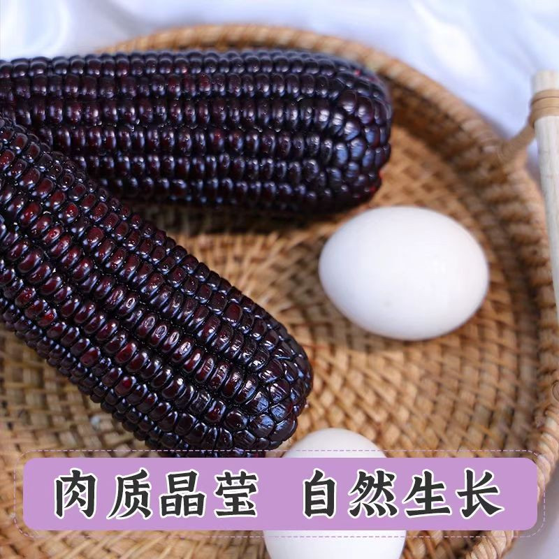 邮政农品 【潍坊馆昌乐邮政】有机黑糯玉米220g/根