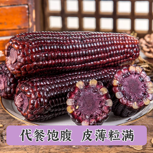 邮政农品 【潍坊馆昌乐邮政】有机黑糯玉米220g/根