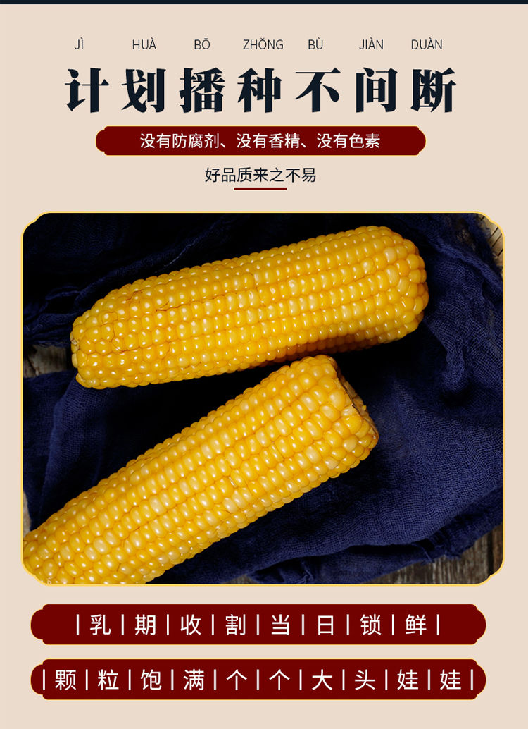 鲜食玉米东北特产黄玉米棒软粘糯19年新非转基因黑玉米苞米棒真空