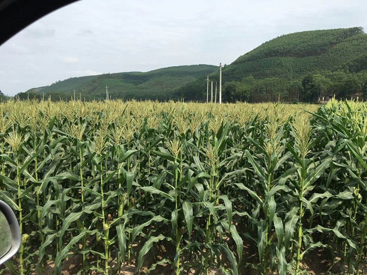 广西新鲜花糯玉米现摘粘黏香非转基因农家彩甜糯白花甜糯大棒玉米