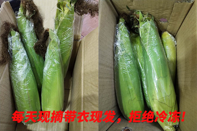 广西新鲜花糯玉米现摘粘黏香非转基因农家彩甜糯白花甜糯大棒玉米