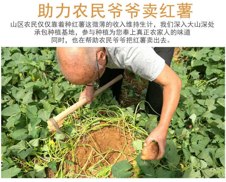 现挖新鲜红薯农家沙地.黄心板栗地瓜番薯蜜薯优选小果带箱5斤