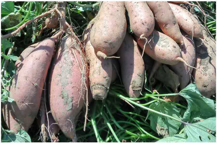 现挖新鲜红薯农家沙地.黄心板栗地瓜番薯蜜薯优选小果带箱5斤