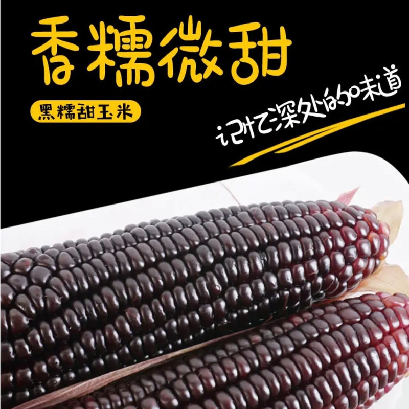  【长清】黑糯玉米（一根装） 发鲜号