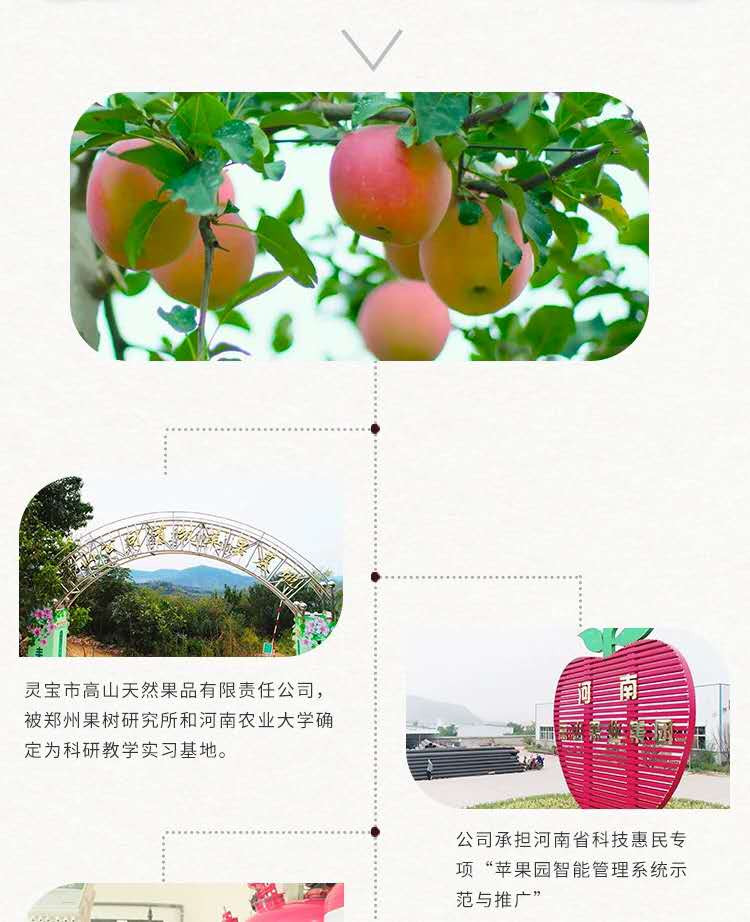 世苹 【河南邮政】寺河山红富士苹果90#（14-16）4.25kg