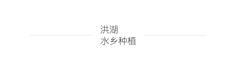 洪湖青泥巴 新鲜藕带1000g藕簪藕肠子小莲藕藕占藕苗湖北特产藕尖包邮