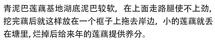 洪湖青泥巴 新鲜莲藕4斤脆藕新花藕2000g可以生吃的莲藕湖北藕泥巴藕