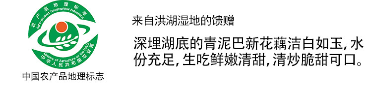 洪湖青泥巴 新鲜莲藕4斤脆藕新花藕2000g可以生吃的莲藕湖北藕泥巴藕