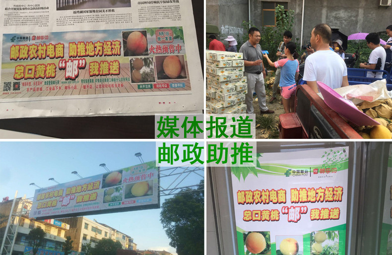 【潜江活动】虾乡桃 总口特产锦绣黄桃 3斤新鲜水果现摘现发精品黄肉大桃子 特快（预售）