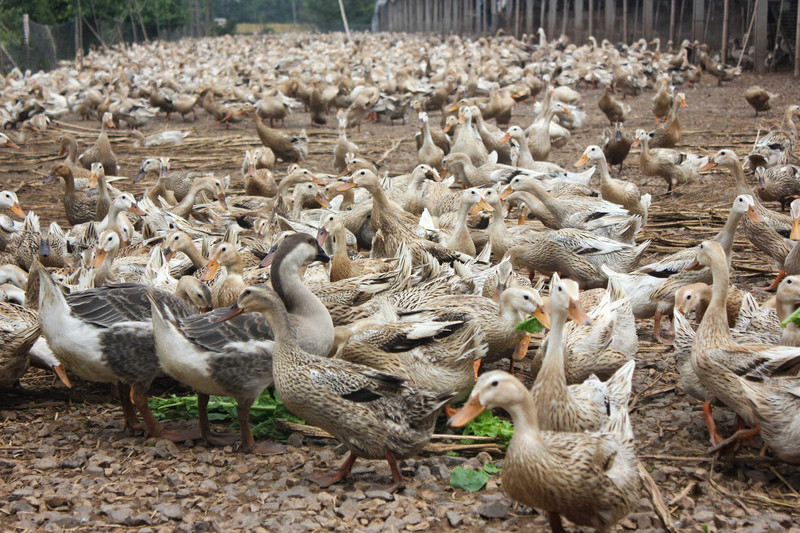 安徽枞阳特产 鸭蛋皮蛋松花蛋溢香蛋整箱无铅蛋包邮单枚60——70g腌制蛋农家手工制作非咸鸭蛋