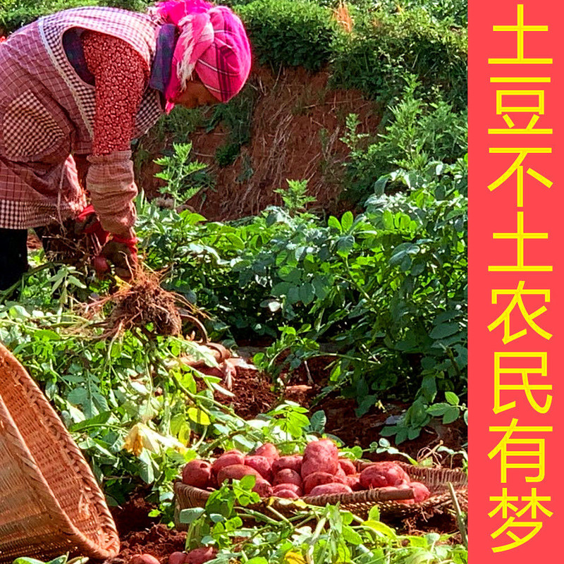 2020云南高原农村现挖现发新鲜红皮黄心土豆,新鲜老品种洋芋土豆