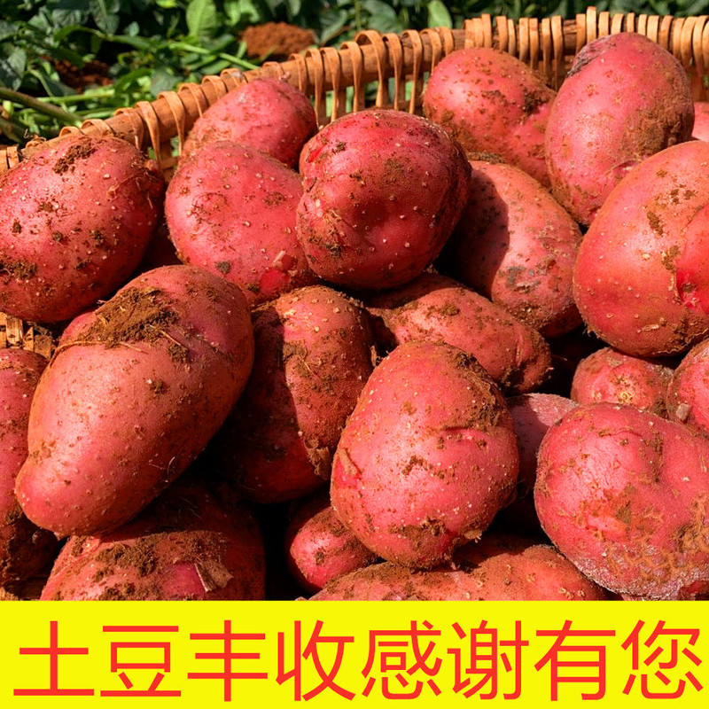 2020云南高原农村现挖现发新鲜红皮黄心土豆,新鲜老品种洋芋土豆