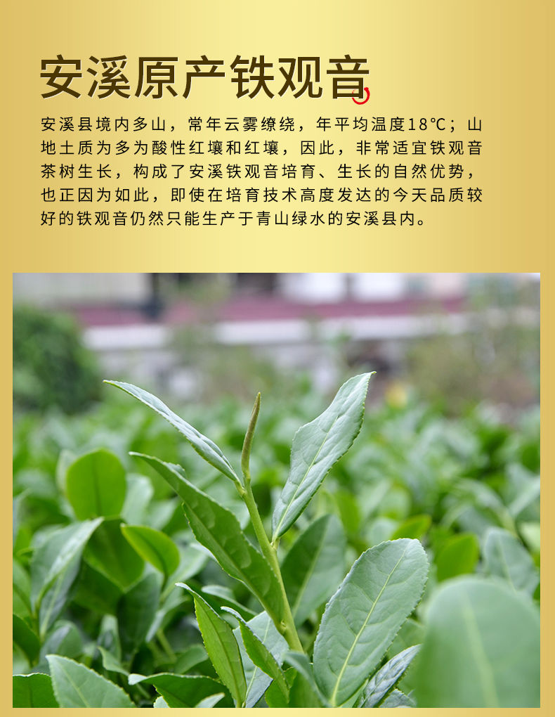 送茶水分离杯】安溪铁观音茶叶浓香新茶一斤礼盒装铁观音罐装250g